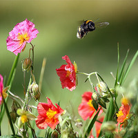 Buy canvas prints of Buzzing Beauty Amidst English Blossoms by Graham Parry