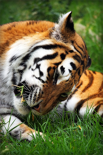 Captivating Tiger Amid Lisbon's Verdant Grasslands Picture Board by Graham Parry