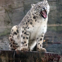 Buy canvas prints of Frost-Gilded Snow Leopard by Graham Parry
