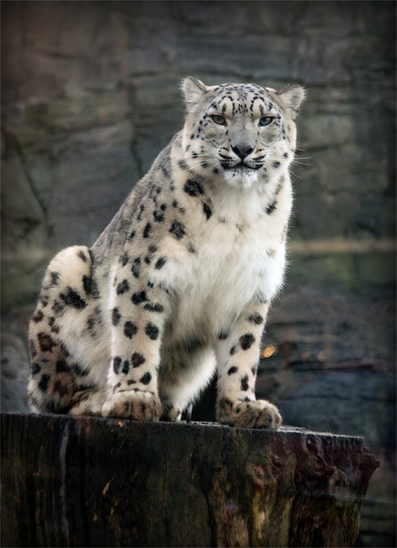 Snow Leopard Vigilance Picture Board by Graham Parry