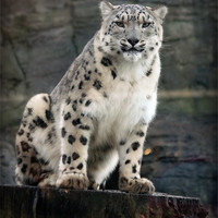 Buy canvas prints of Snow Leopard Vigilance by Graham Parry