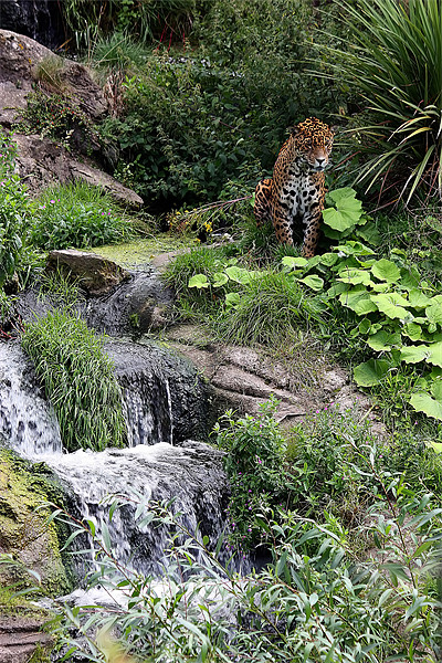 Wild Rush: Chester Zoo's Jaguar Haven Picture Board by Graham Parry