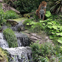 Buy canvas prints of Wild Rush: Chester Zoo's Jaguar Haven by Graham Parry