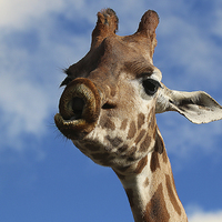 Buy canvas prints of Lingering Affection: A Giraffe's Pucker by Graham Parry