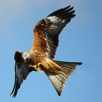 Buy canvas prints of Red kite by Graham Parry