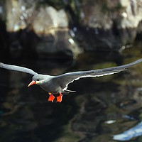 Buy canvas prints of Inca Tern by Graham Parry