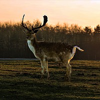 Buy canvas prints of Dawn's Radiance: Fallow Deer Encounter by Graham Parry