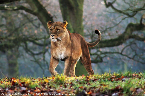 Silent Huntress in Knowsley Picture Board by Graham Parry