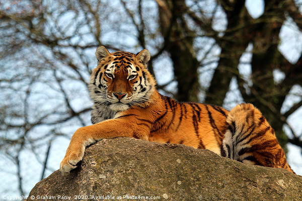 Amur Tiger's Prowess on Stone Picture Board by Graham Parry