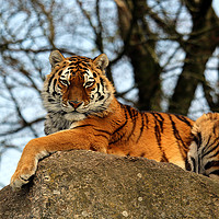 Buy canvas prints of Amur Tiger's Prowess on Stone by Graham Parry