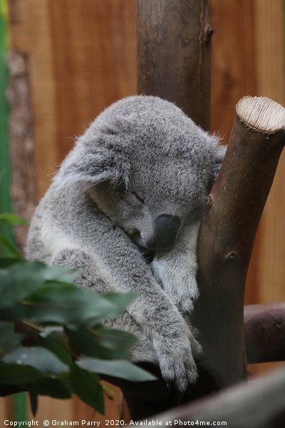 Slumbering Queensland Koala in Edinburgh Picture Board by Graham Parry