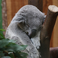 Buy canvas prints of Slumbering Queensland Koala in Edinburgh by Graham Parry