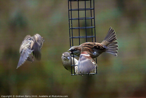 Feathered Rivalry: Sparrows' Battle Picture Board by Graham Parry