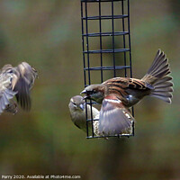 Buy canvas prints of Feathered Rivalry: Sparrows' Battle by Graham Parry