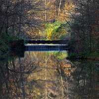 Buy canvas prints of Woodland Water Reflection by Paul Mirfin