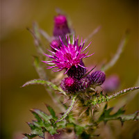 Buy canvas prints of Thistle by Ben Gregg-Waller