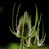 Buy canvas prints of detail of thistle by Josep M Peñalver