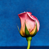 Buy canvas prints of Rose by Josep M Peñalver