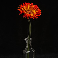 Buy canvas prints of flower in vase on black background by Josep M Peñalver