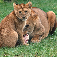 Buy canvas prints of Lioness and Cub by Alex Hughes