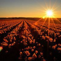 Buy canvas prints of Daffodils at Sunset by Oliver Firkins