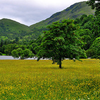 Buy canvas prints of Mountains and Buttercups by Oliver Firkins