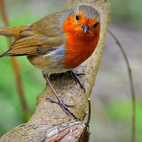 Buy canvas prints of  Robin by Oliver Firkins