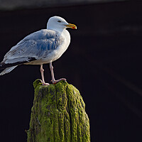 Buy canvas prints of Herring Gull Worthing by Clive Eariss