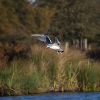 Buy canvas prints of Flight Of The Gull by Clive Eariss