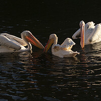 Buy canvas prints of Pelicans In Setting Sun by Clive Eariss