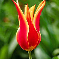 Buy canvas prints of Tulip by Clive Eariss