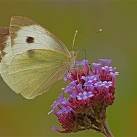 Buy canvas prints of BUTTERFLY CABBAGE WHITE by Clive Eariss