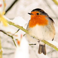 Buy canvas prints of ROBIN AT BOXHILL by Clive Eariss