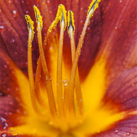 Buy canvas prints of Red Lily by Clive Eariss