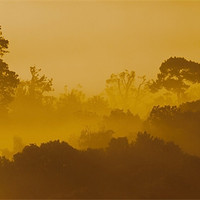 Buy canvas prints of Mist At Box Hill by Clive Eariss