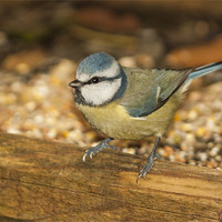 Buy canvas prints of Blue Tit by Clive Eariss