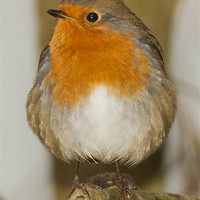 Buy canvas prints of Robin by Clive Eariss
