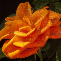 Buy canvas prints of Orange Rose by Clive Eariss