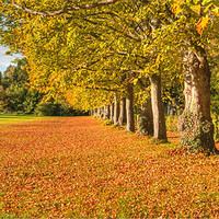 Buy canvas prints of Autumn Gold Headley by Clive Eariss