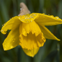 Buy canvas prints of Daffodil And rain Drops by Clive Eariss