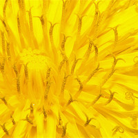 Buy canvas prints of Dandelion by Clive Eariss