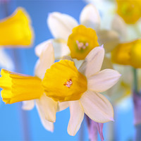 Buy canvas prints of Spring Daffodils by Clive Eariss