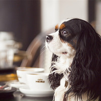 Buy canvas prints of King Charles Spaniel by Clive Eariss