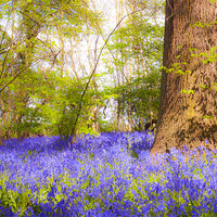 Buy canvas prints of Dream Blue Bells by Clive Eariss