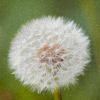 Buy canvas prints of Dandelion Oil Paint  Digital by Clive Eariss