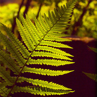 Buy canvas prints of Fern Front Lit Sunshine by Clive Eariss