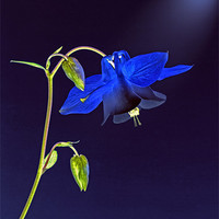 Buy canvas prints of Blue Bloom by Clive Eariss