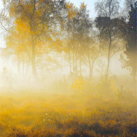 Buy canvas prints of Morning Mist Wisley Common by Clive Eariss