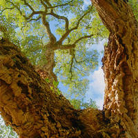 Buy canvas prints of Cork Tree In Sunlight by Clive Eariss