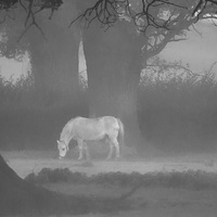 Buy canvas prints of Horse In The Mist by Clive Eariss
